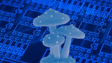 A New Ingredient for Electronic Circuits: Mushroom as a Potential Substrate!