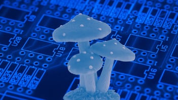 A New Ingredient for Electronic Circuits: Mushroom as a Potential Substrate!
